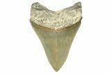 Serrated, Fossil Megalodon Tooth - North Carolina #346340-1